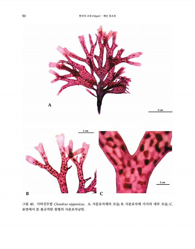 50페이지