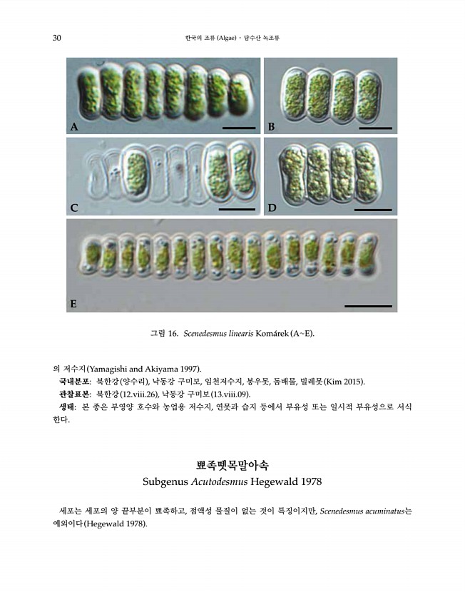 30페이지