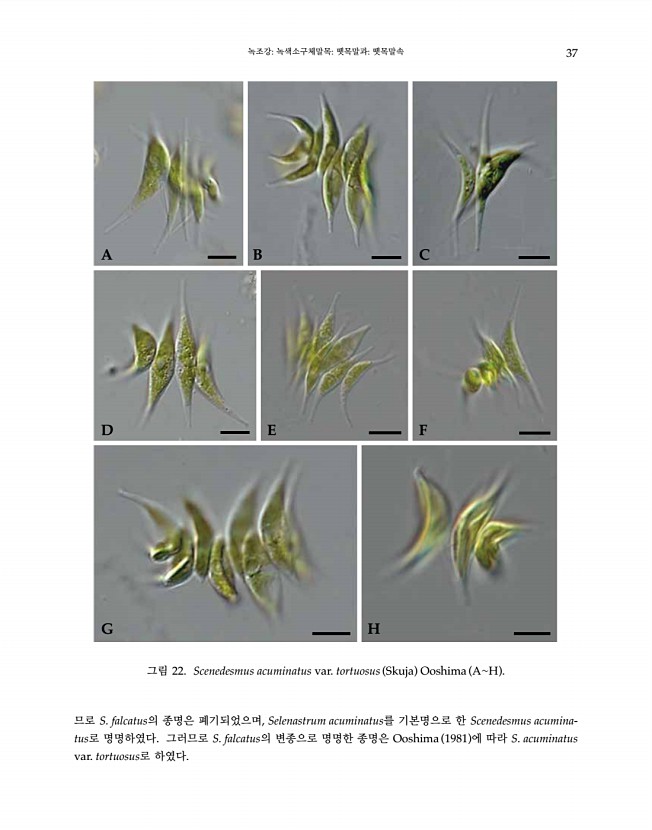 37페이지