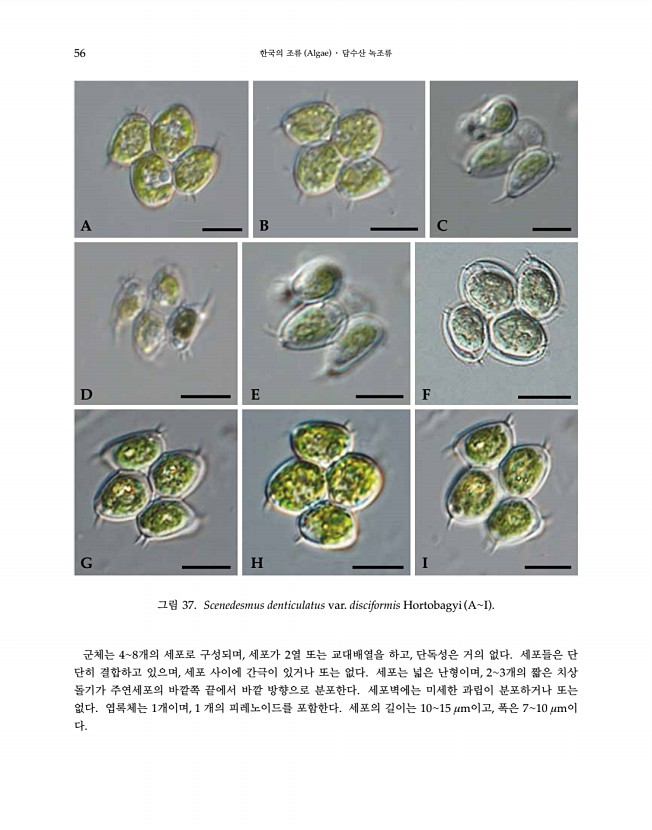 56페이지