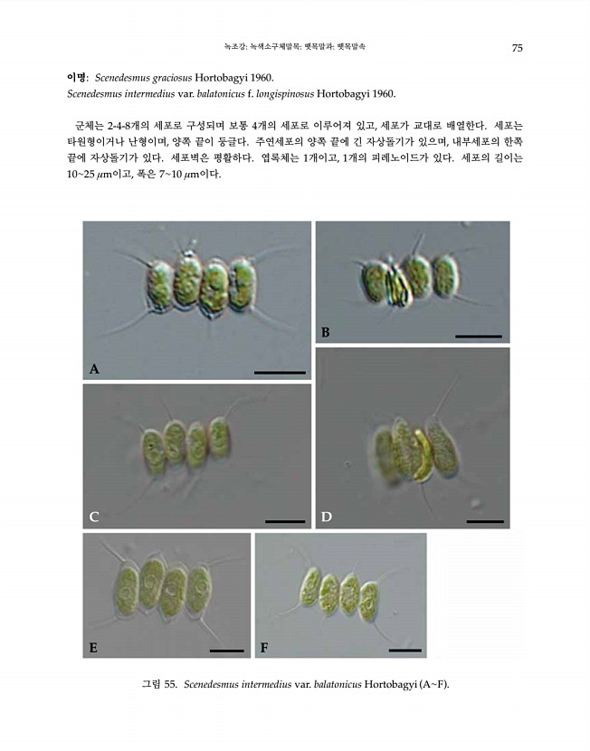 75페이지