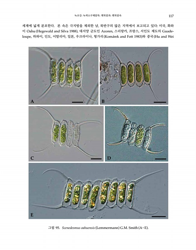 117페이지