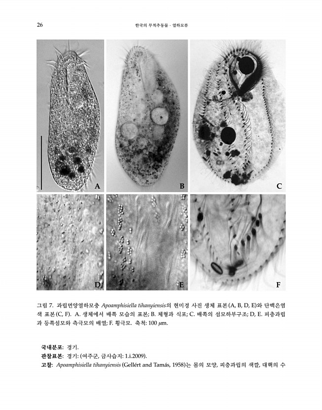 26페이지