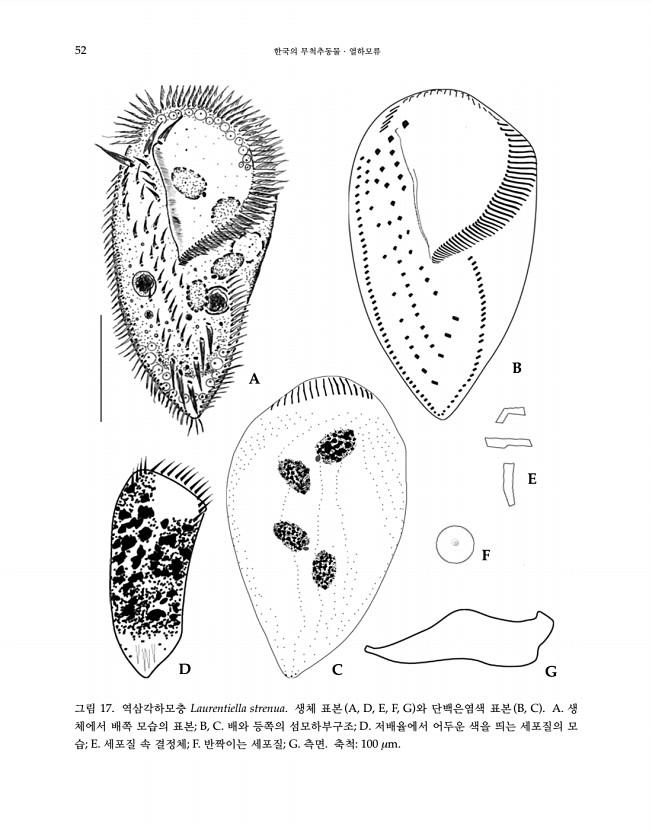 52페이지