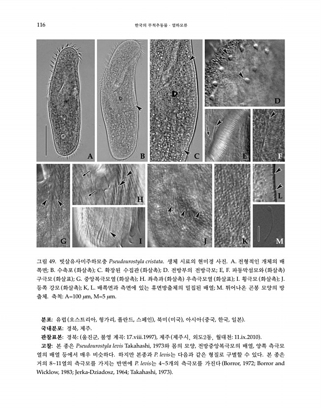 116페이지