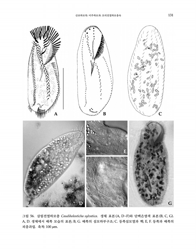 131페이지