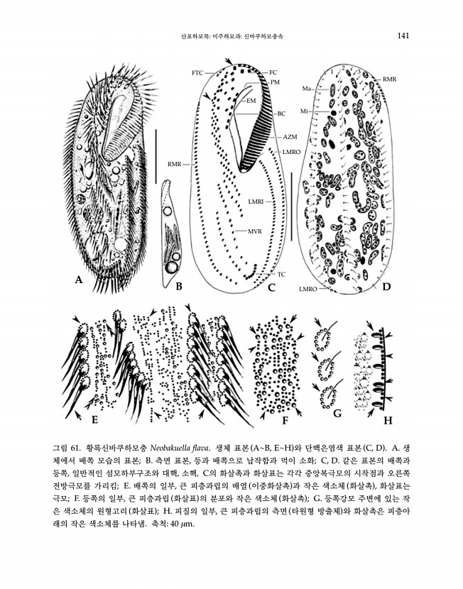 141페이지