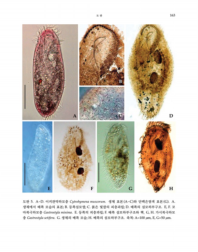 163페이지