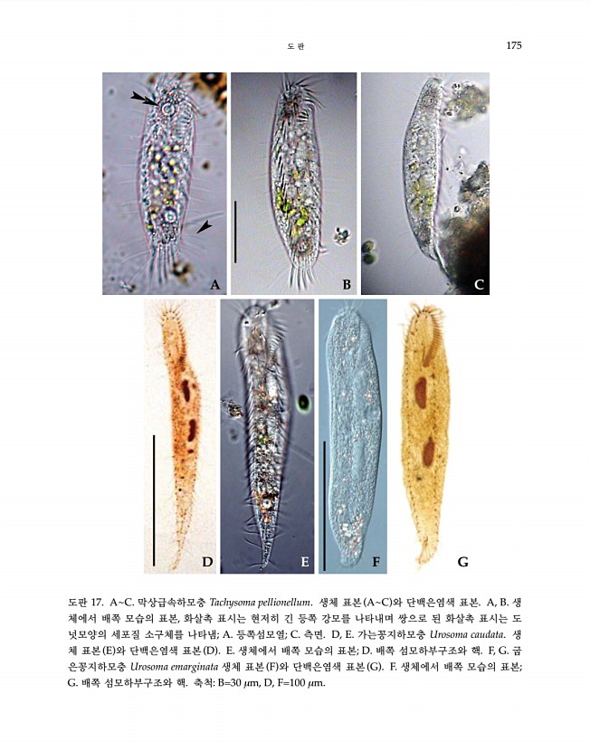 175페이지