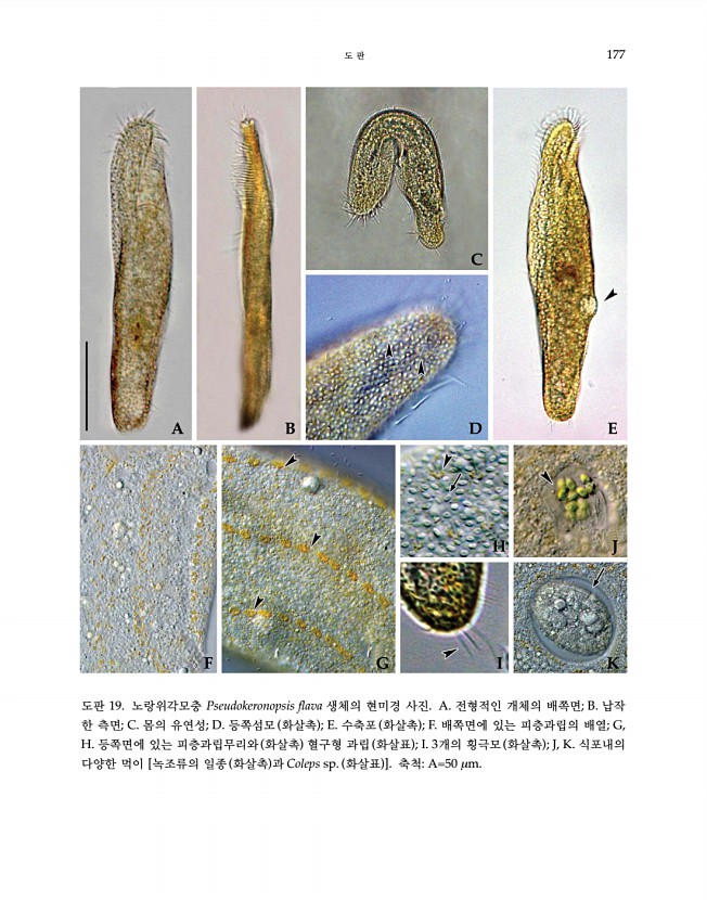 177페이지