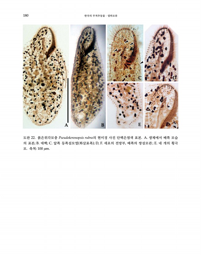 180페이지