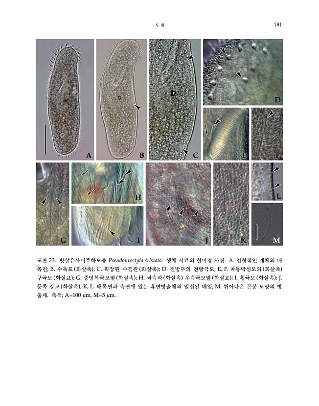 181페이지
