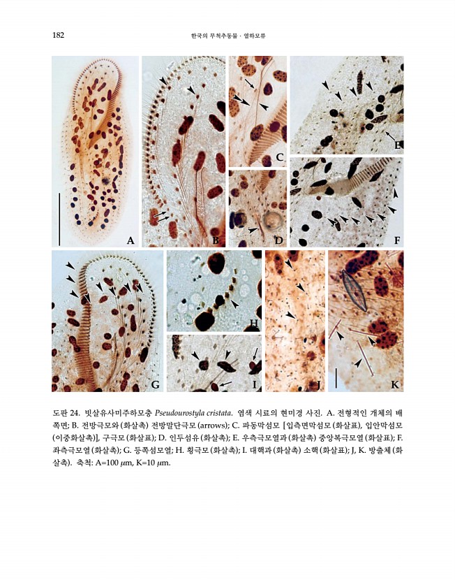 182페이지