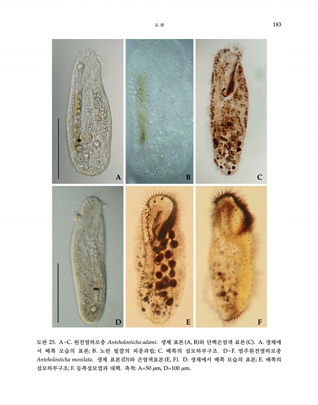 183페이지