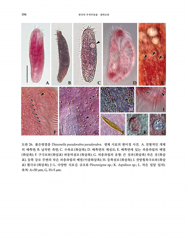 184페이지