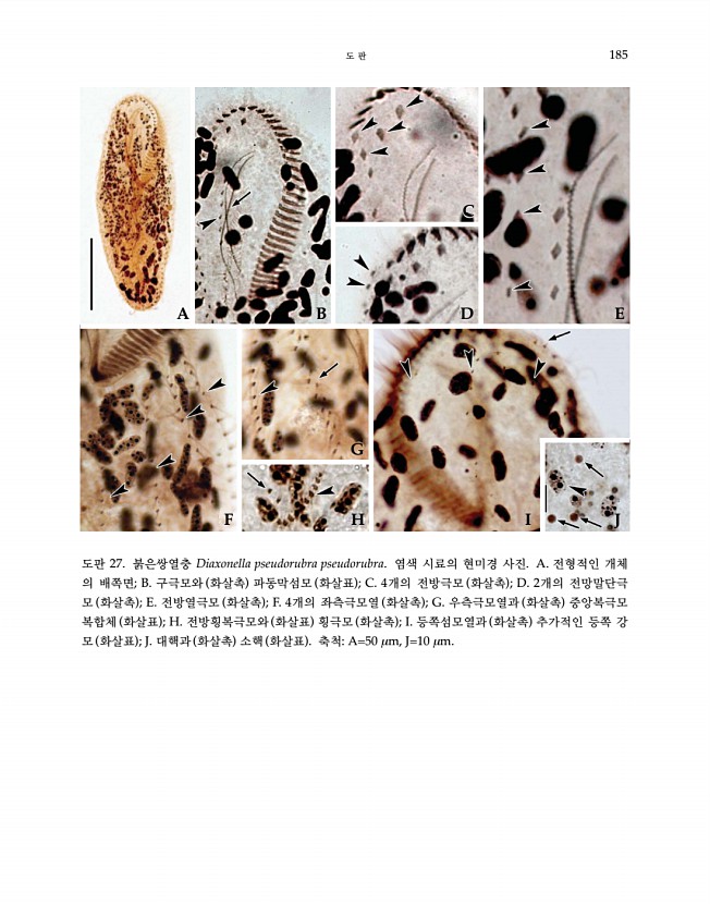 185페이지