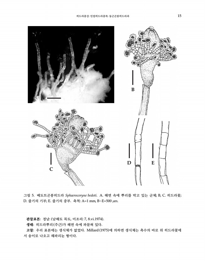 15페이지