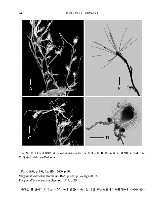 42페이지