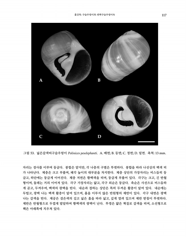 117페이지