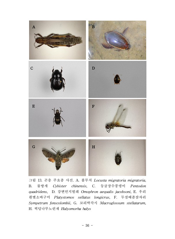 36페이지