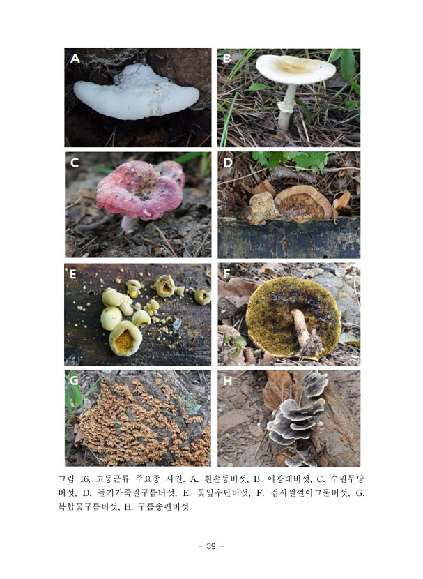 39페이지