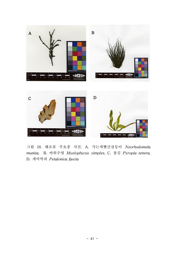 41페이지