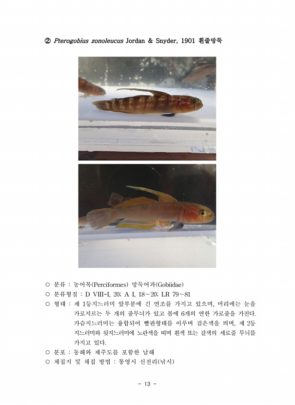 13페이지