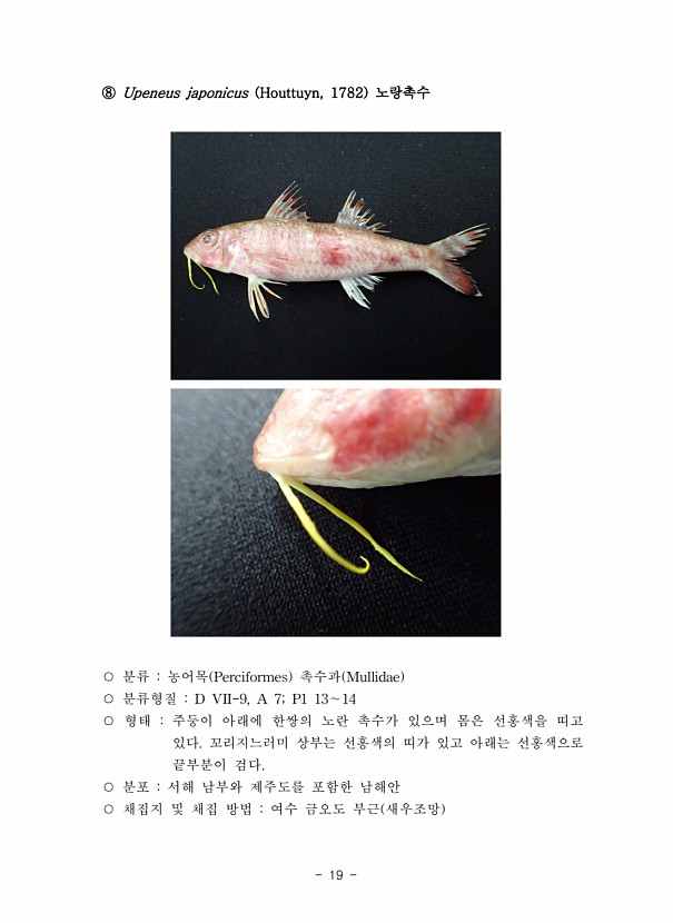 19페이지