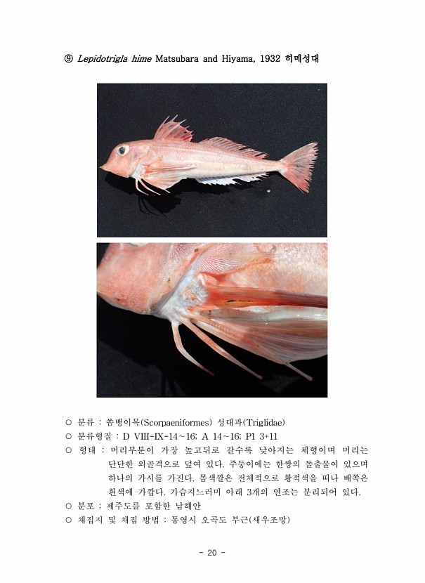 20페이지