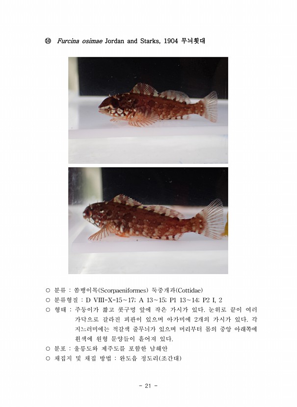 21페이지