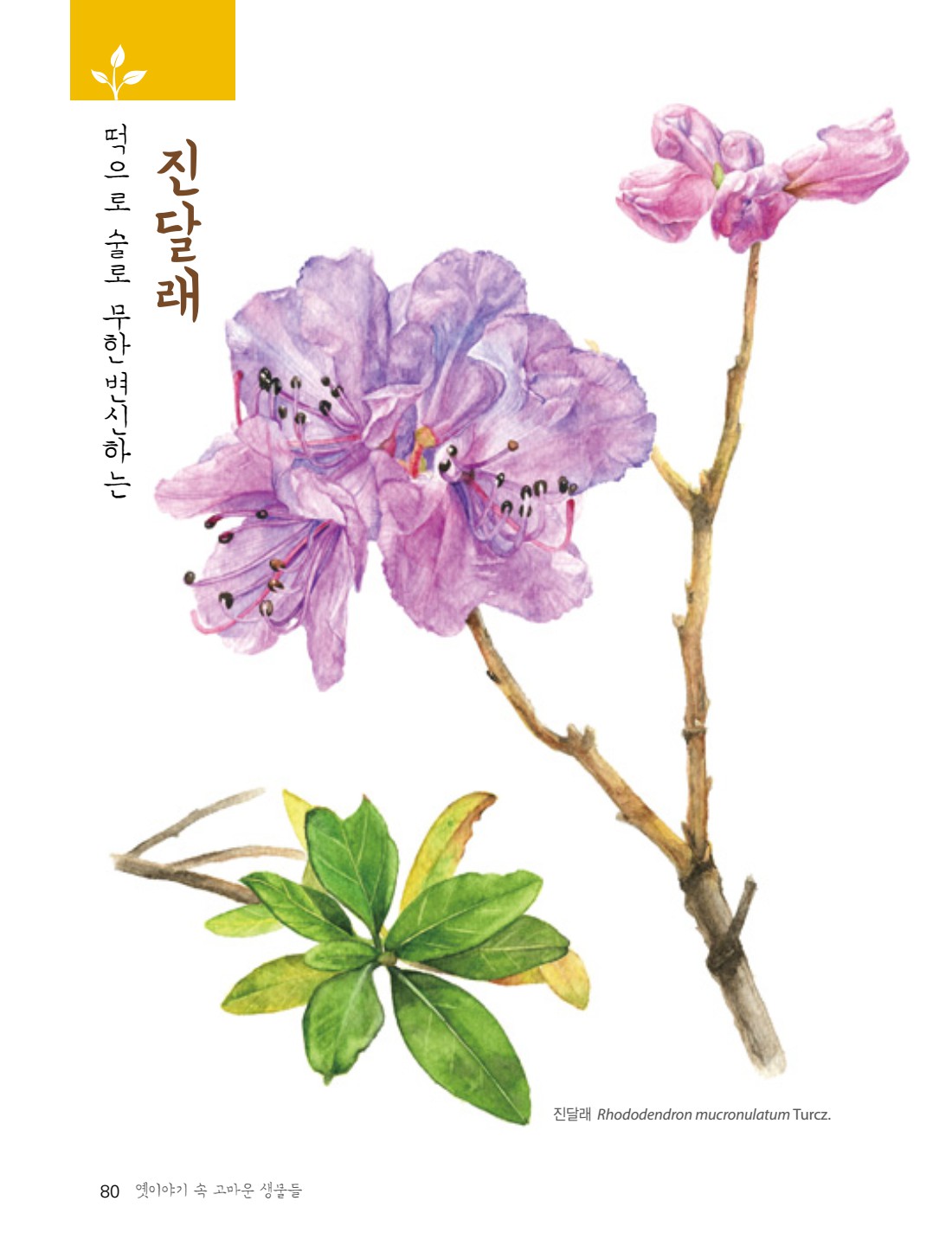 페이지