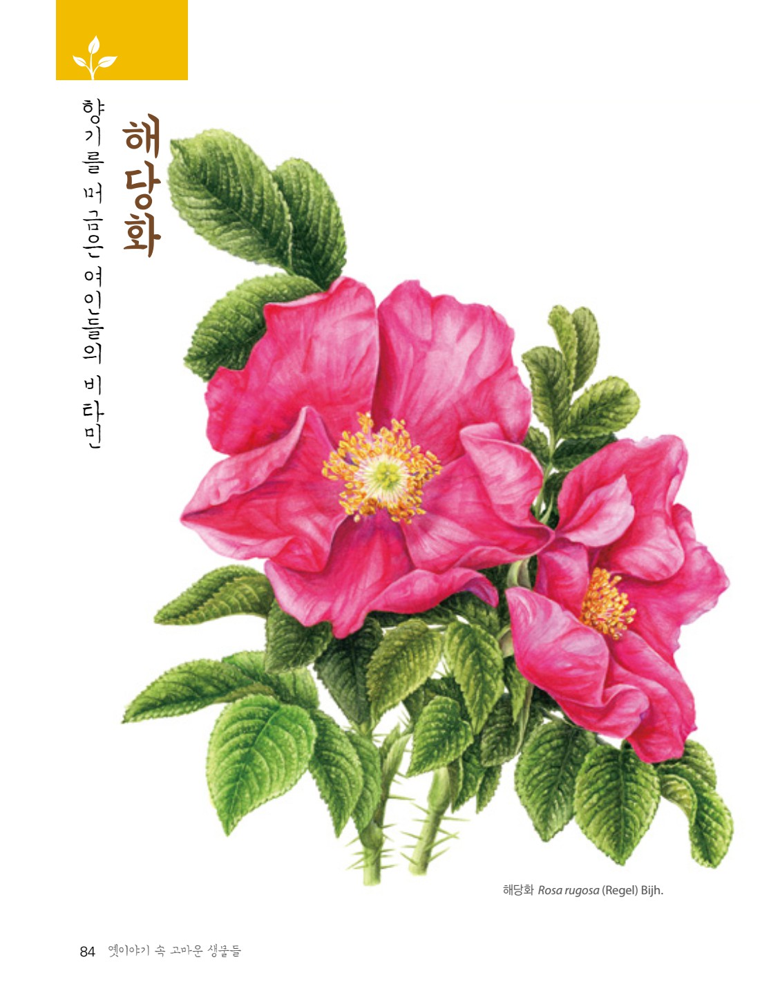 페이지
