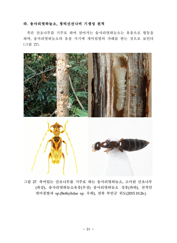 31페이지