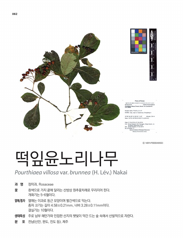51페이지