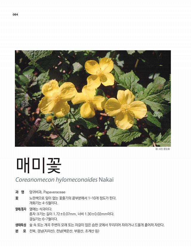 53페이지
