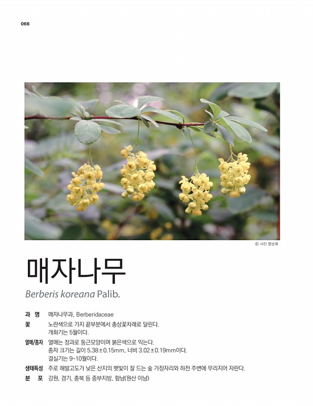 55페이지