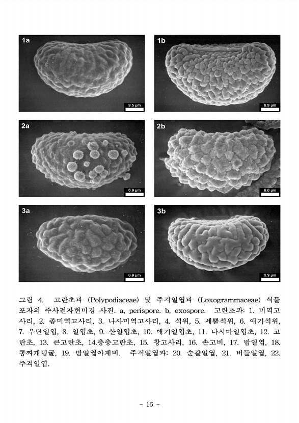 16페이지