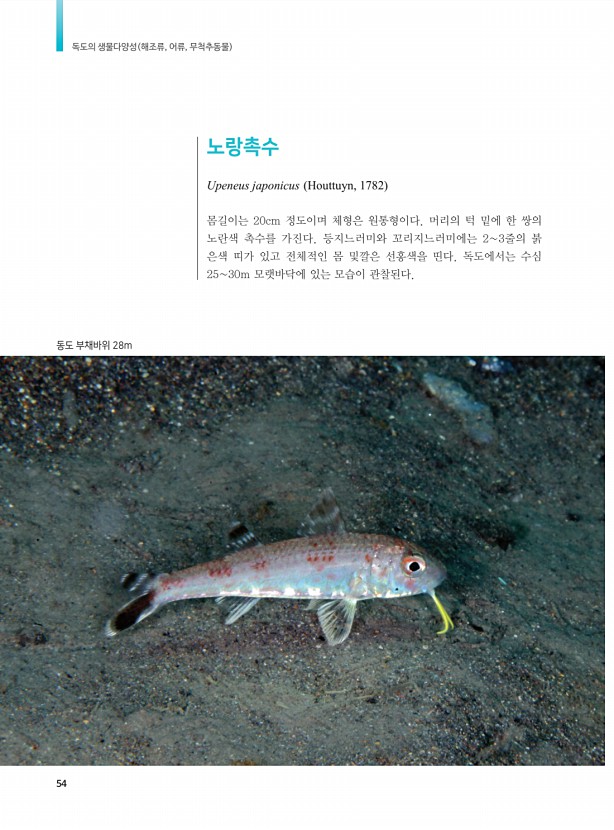 46페이지