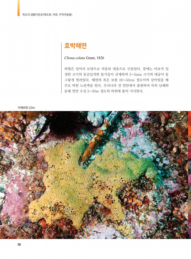 50페이지