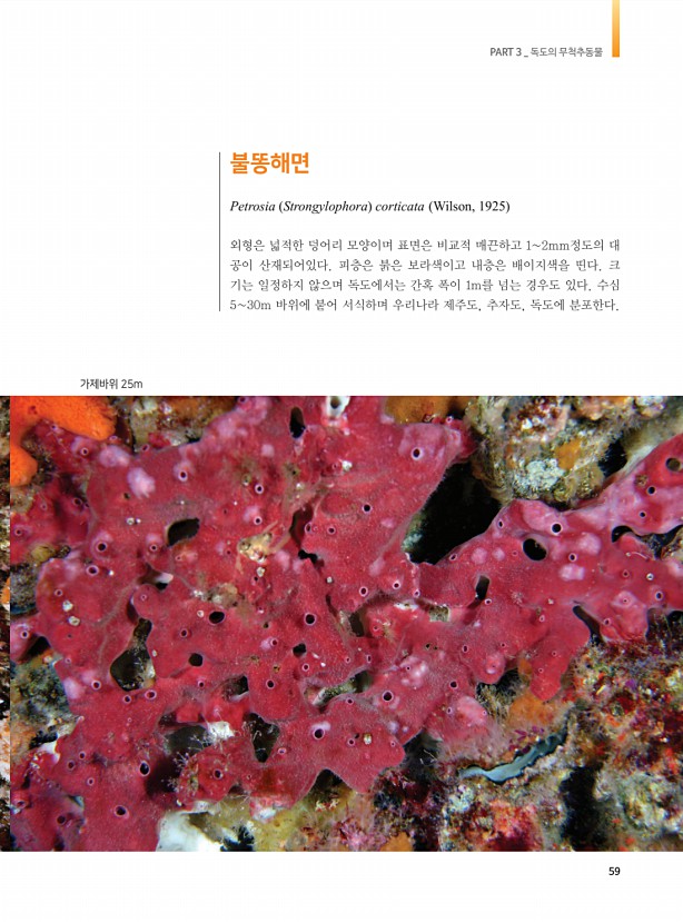 51페이지