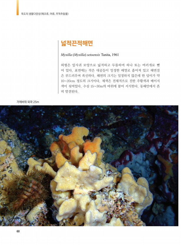 52페이지