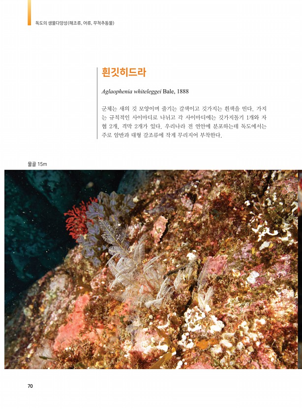 62페이지