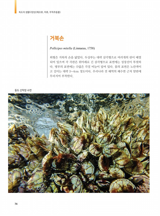 66페이지
