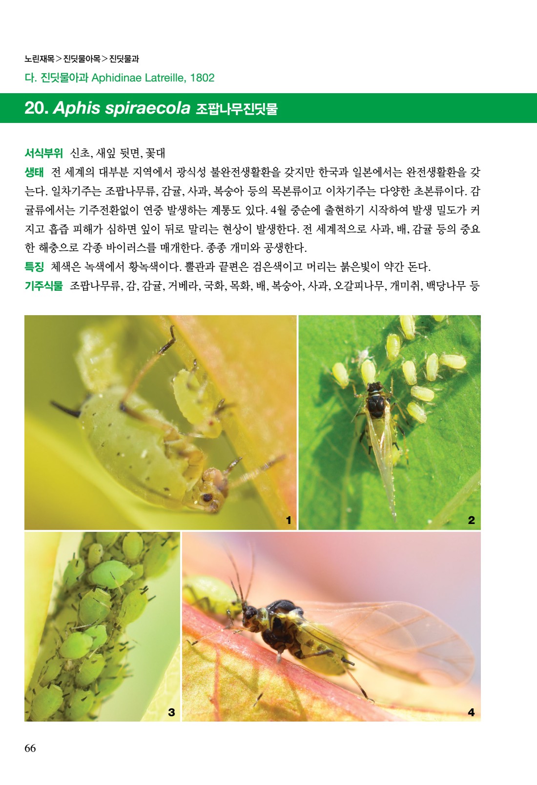 페이지