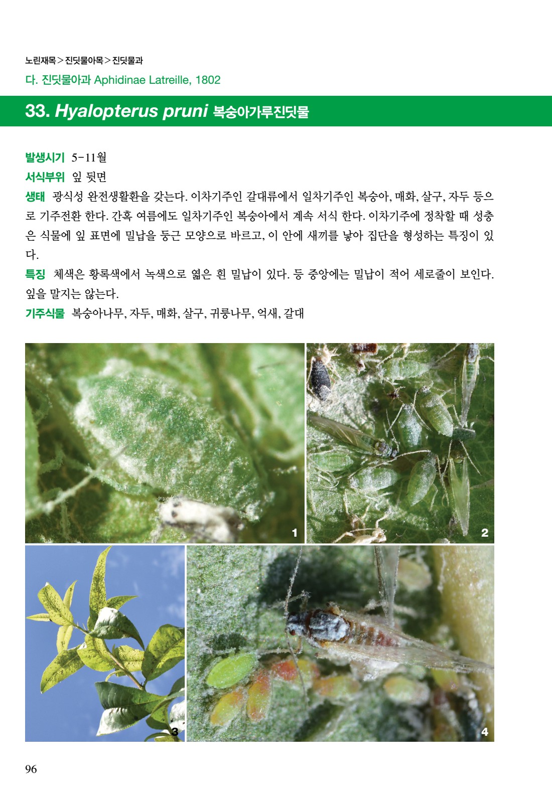 페이지