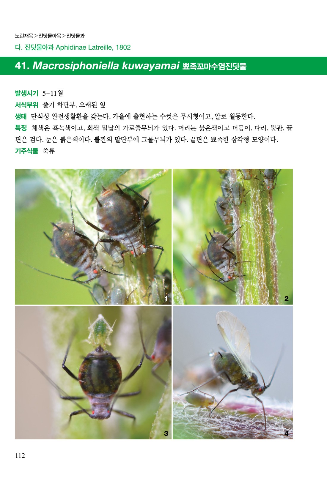 페이지