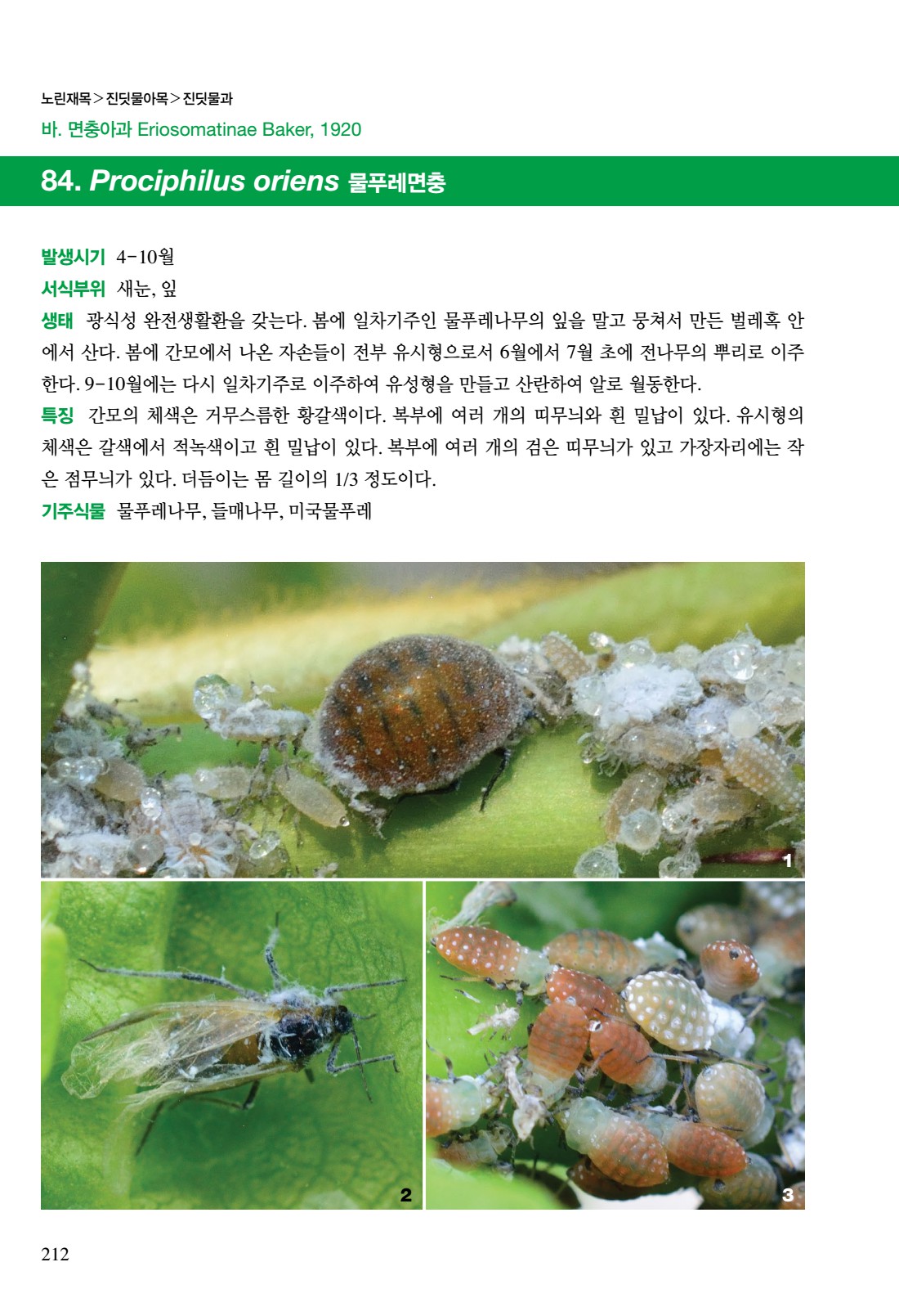 한국의 진딧물 I (노린재목: 진딧물과)