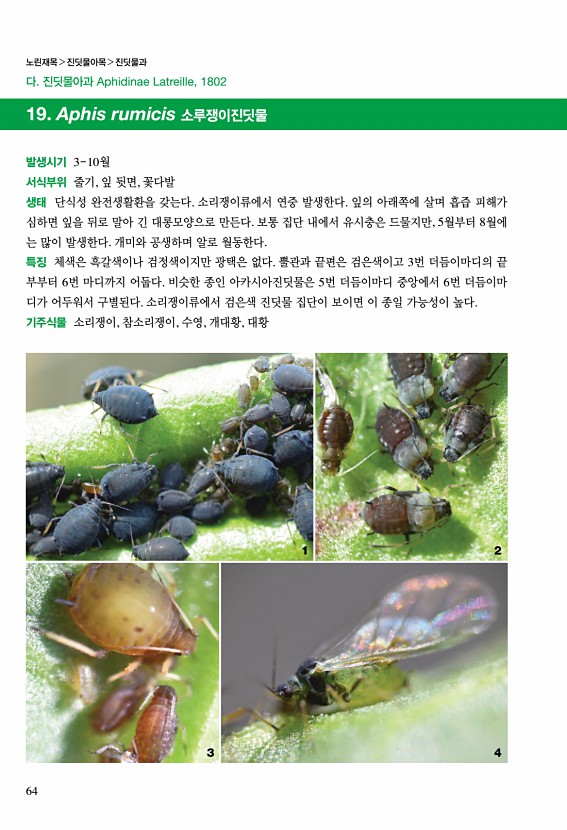 52페이지