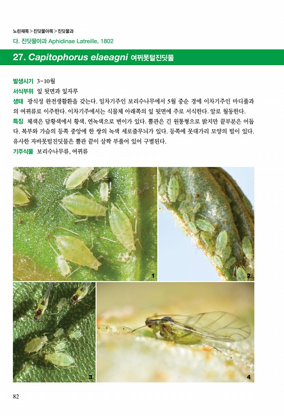 81페이지