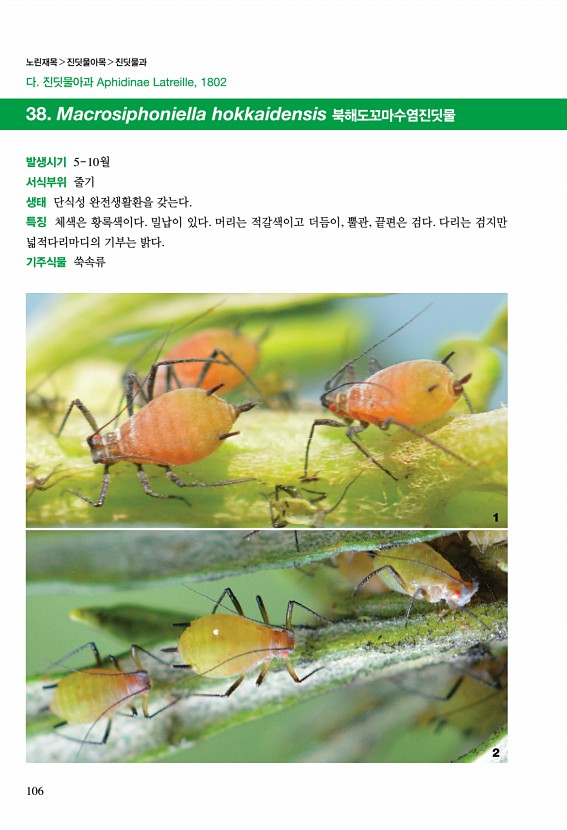 100페이지